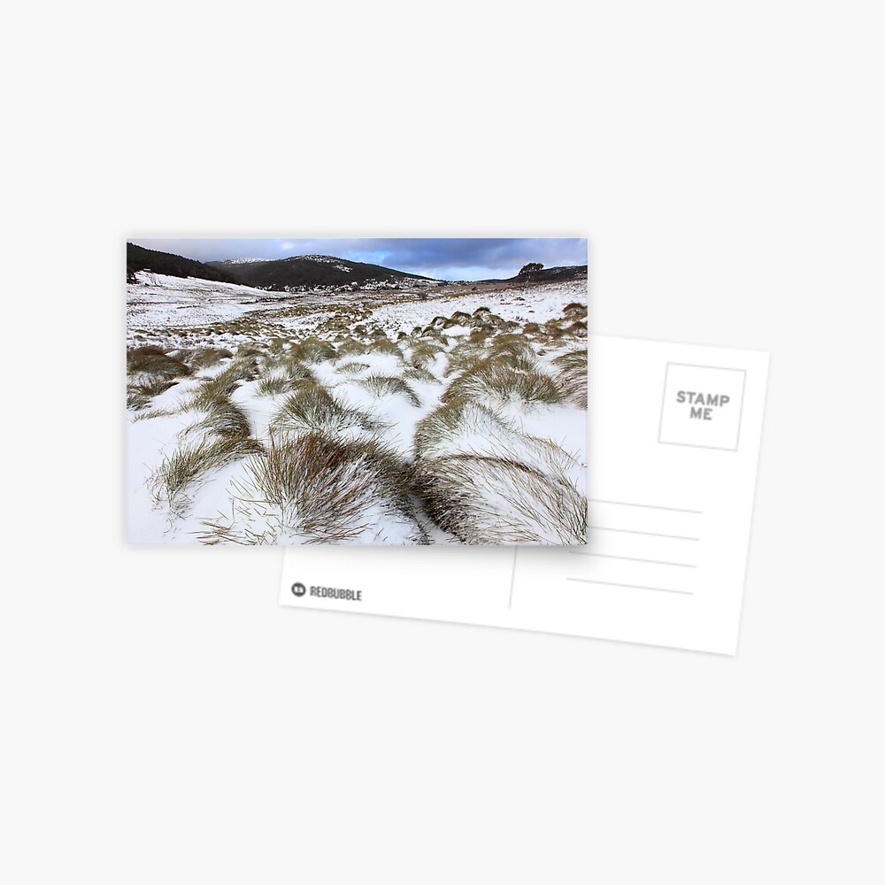 Grass Tussocks, Cradle Mountain National Park, Tasmania, Australia Postcard