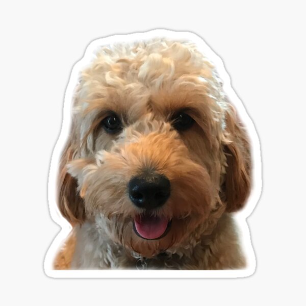 Item preview, Goldendoodle Puppy Dog - Golden Doodle Sticker designed and sold by efdesigns.