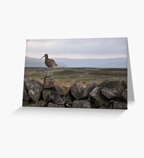 Curlew Greeting Card