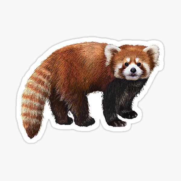 red panda cute boi sticker Sticker