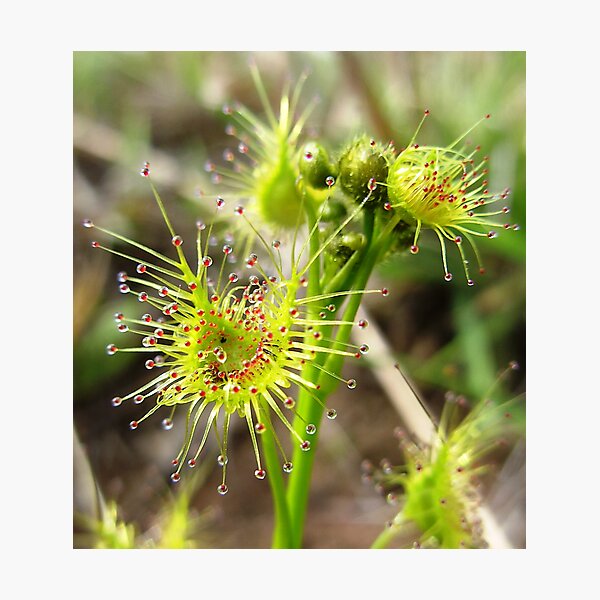 Aperçu de l'œuvre Ozzie Fly Trap créée et vendue par largo.