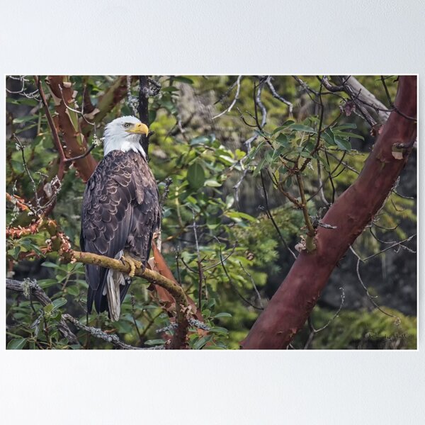 Item preview, Arbutus Eagle designed and sold by Randy Hall.