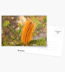 Banksia Ericifolia x spinulasa Postcards