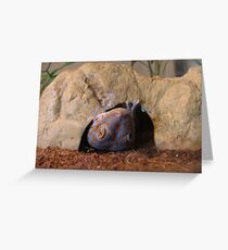 Hanging Around Greeting Card