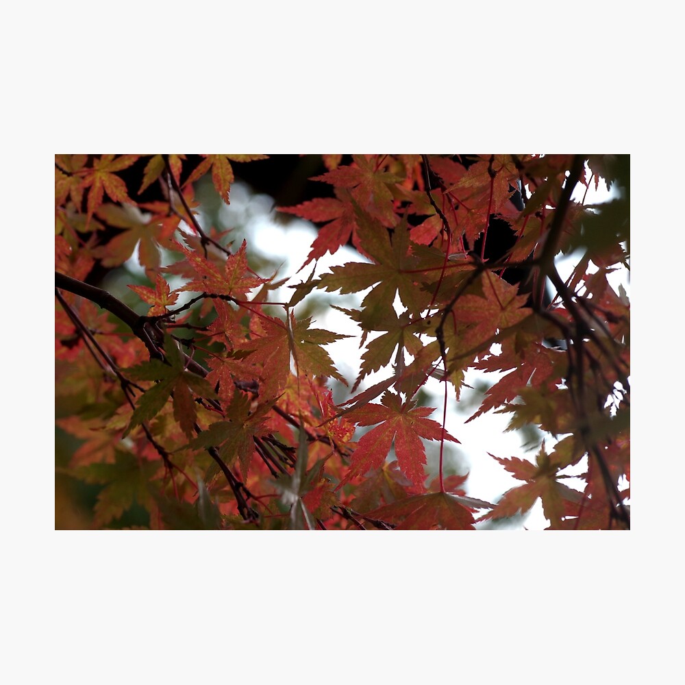 Nature #21 Photographic Print