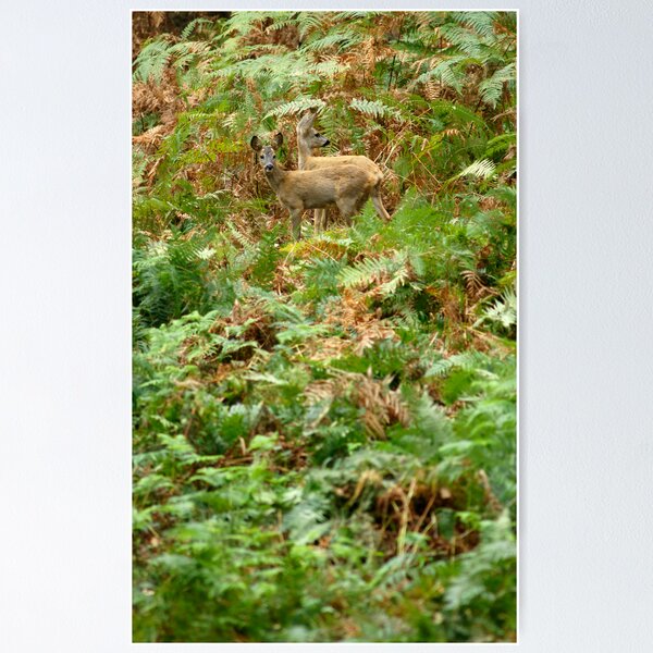 Roe deers in the fern Poster