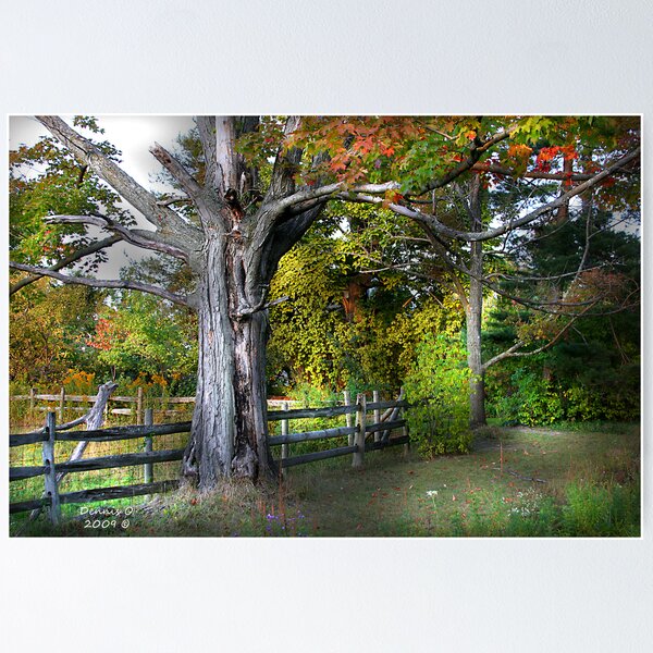 Item preview, " Tree " designed and sold by canonman99.