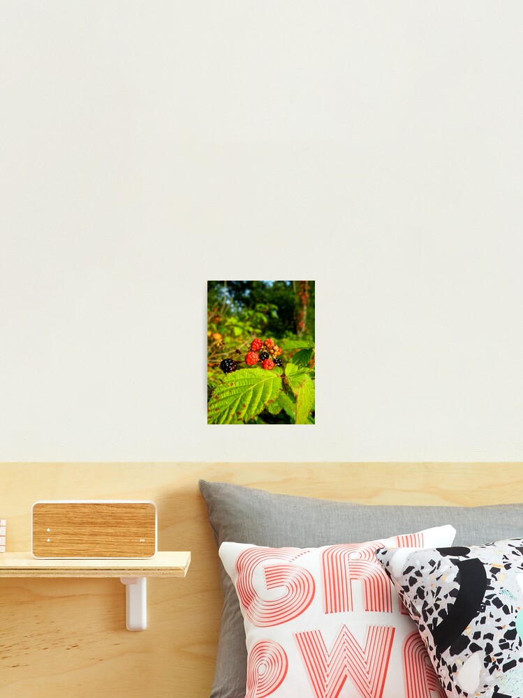 Aperçu 2 sur 3. Impression photo avec l'œuvre Wild Raspberries créée et vendue par Tracy Engle.