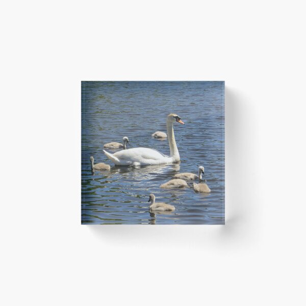 Item preview, Happy Swan Family designed and sold by LynneBlair.