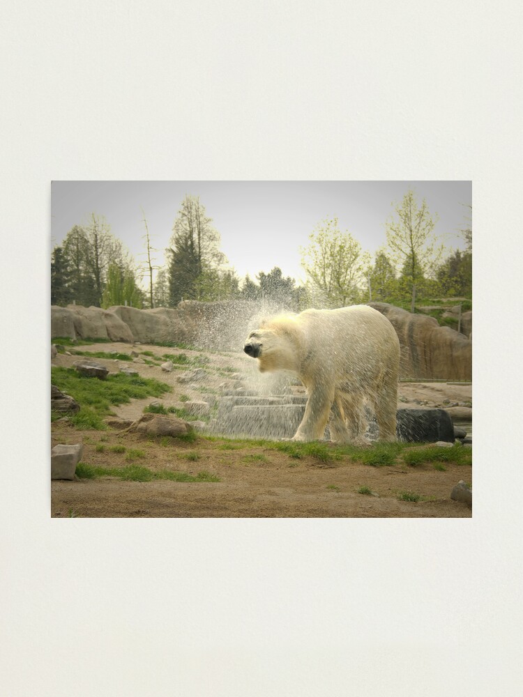 Alternate view of After the swim Photographic Print