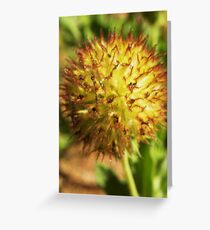 Blanket Flower After Greeting Card