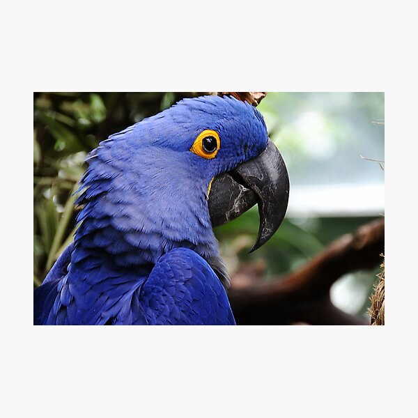 Hyacinth Macaw Photographic Print