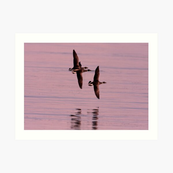 Fly-Past Art Print