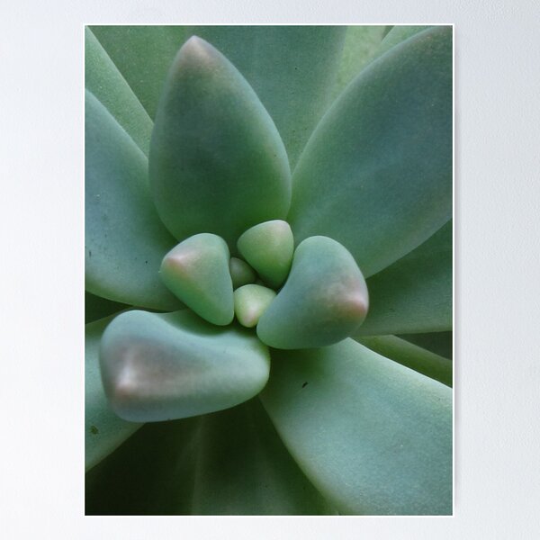 Item preview, Succulent . designed and sold by minniemanx.