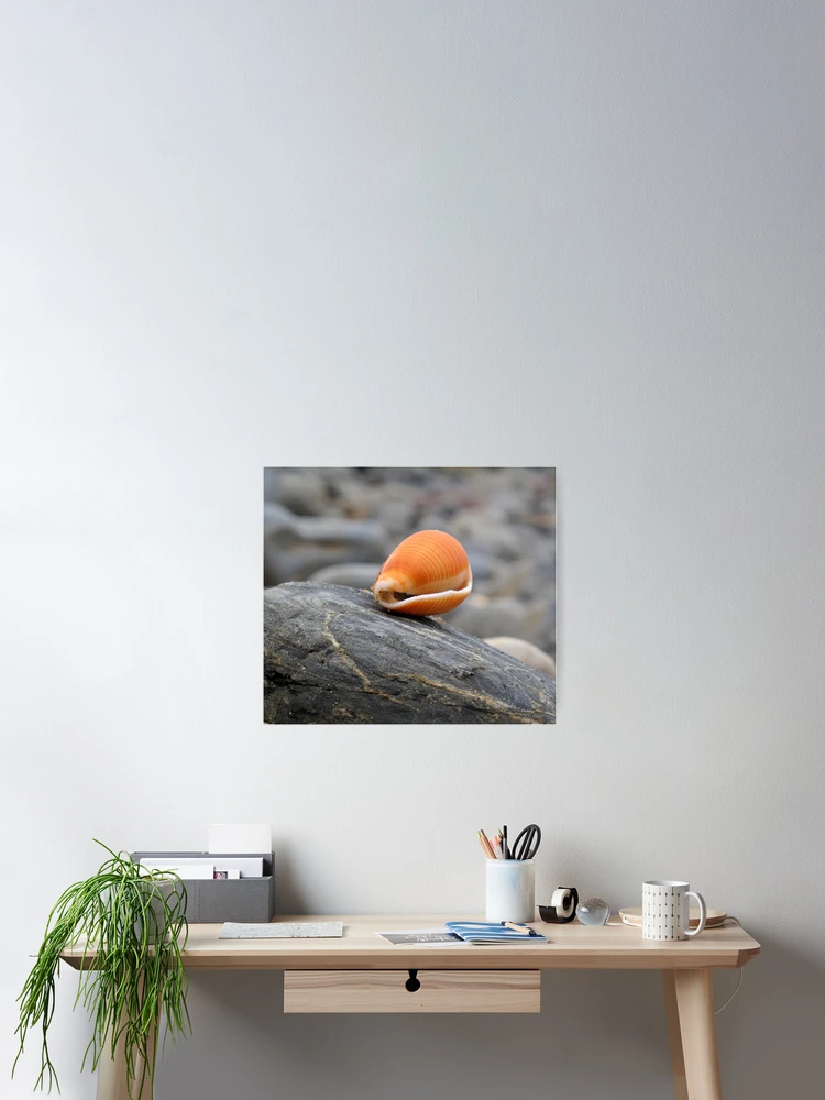 Thumbnail 2 of 3, Poster, Shell. designed and sold by minniemanx.
