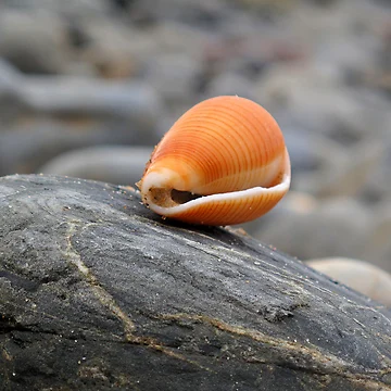 Artwork thumbnail, Shell. by minniemanx