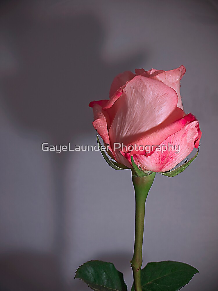 "Rose Shadow" by GayeLaunder Photography | Redbubble