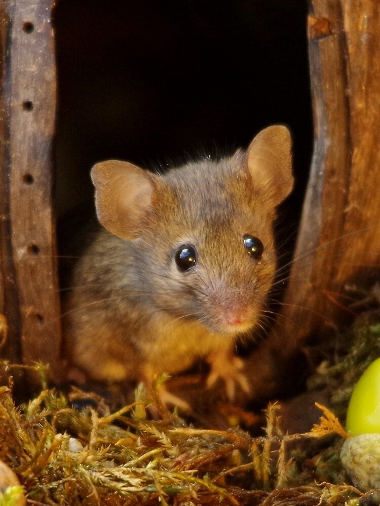 the wild case mouse the wild case mouse