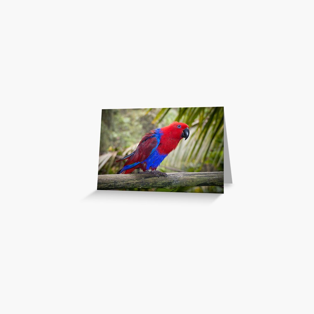 Big Red Greeting Card