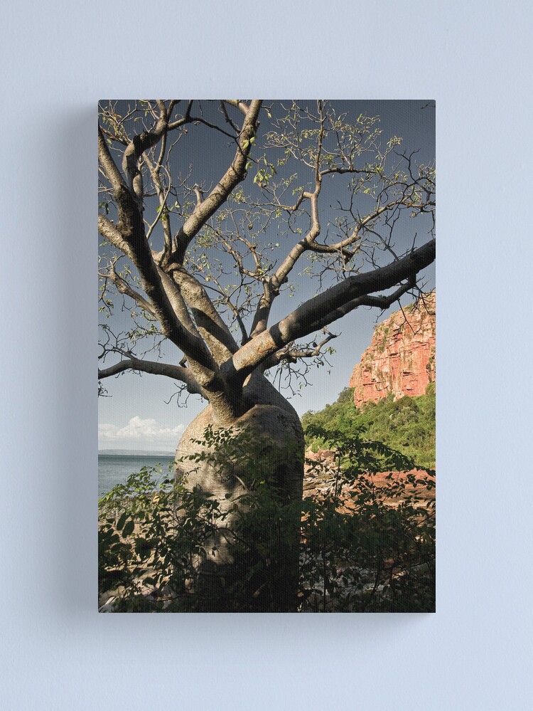 Alternate view of Kimberley Boab Canvas Print