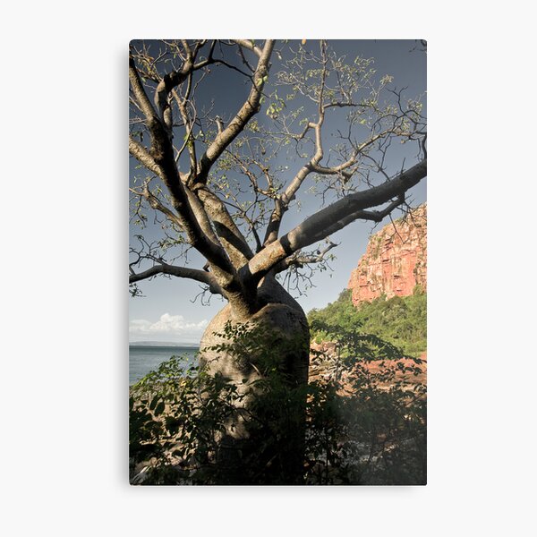 Kimberley Boab Metal Print