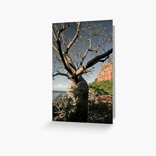 Kimberley Boab Greeting Card