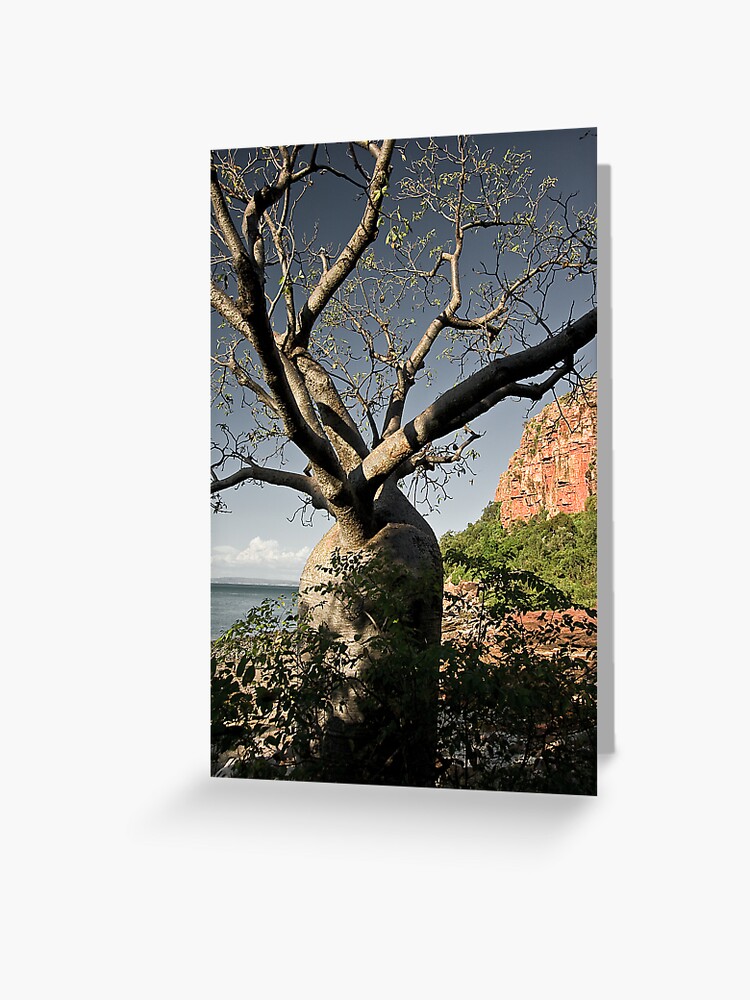Thumbnail 1 of 2, Greeting Card, Kimberley Boab designed and sold by Tim Wootton.