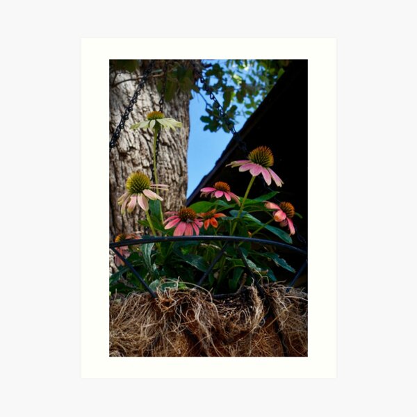 Hanging Basket of Flowers Art Print
