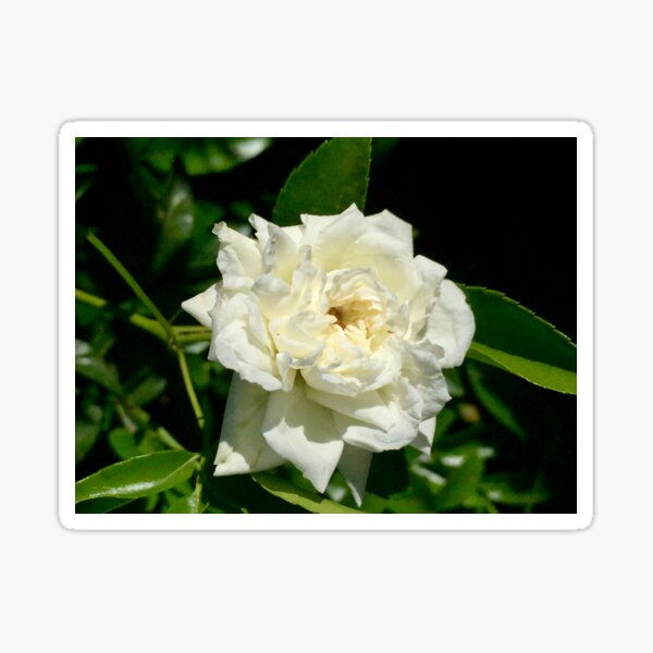 White Rose Sticker