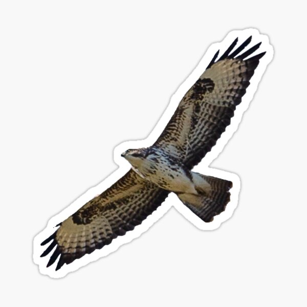Item preview, Buzzard in flight designed and sold by OwlOccasions.