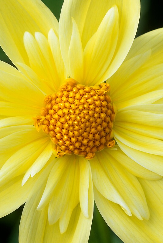 “Dahlia ‘Clair de Lune’” by John Glover | Redbubble