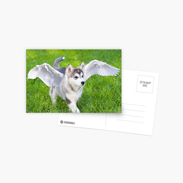 Angel puppy Postcard