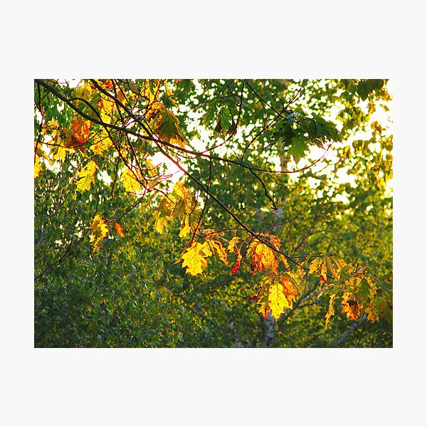 Item preview, Backlit designed and sold by Patty Gross.