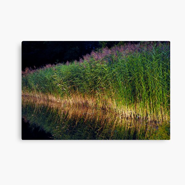 The Reeds Canvas Print