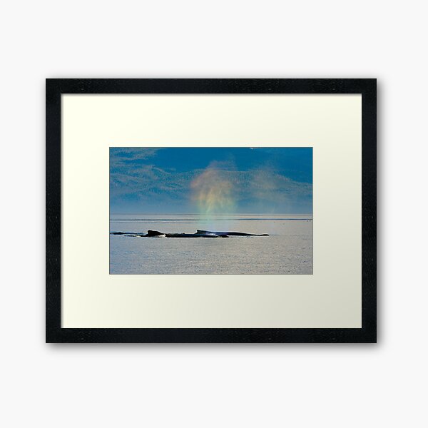 Whalebows Framed Art Print