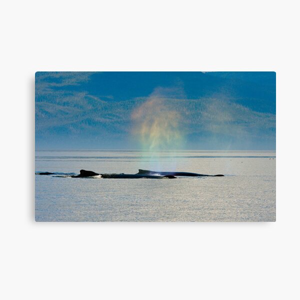 Whalebows Canvas Print
