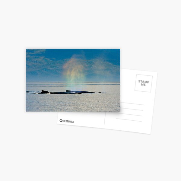 Whalebows Postcard
