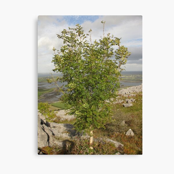 Item preview, Burren Tree designed and sold by John Quinn.