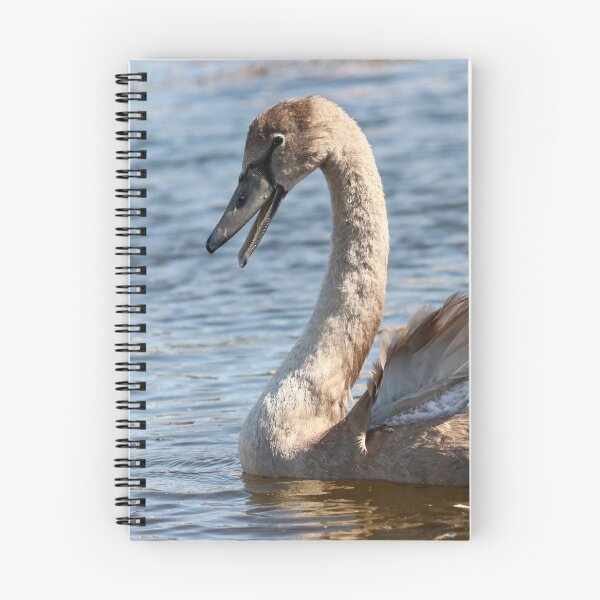Item preview, Elegant cygnet designed and sold by GreyFeatherPhot.