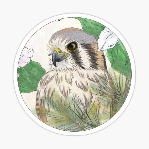 American Kestrel Sticker