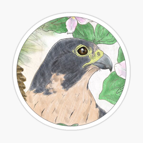 Peregrine falcon Sticker