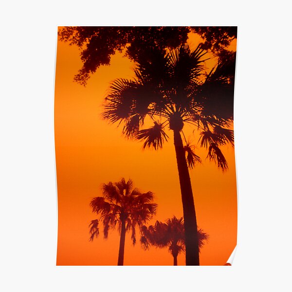 Trees in a Sandstorm, Manly, Sydney, Australia Poster
