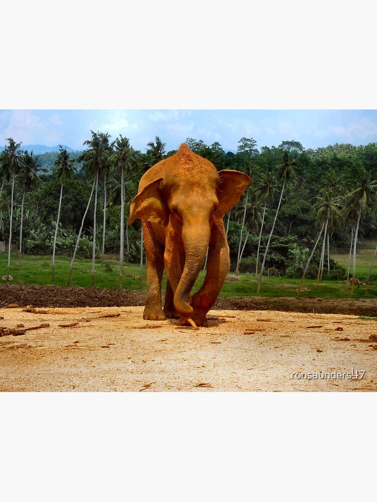 Thumbnail 3 of 3, Poster, STUMPY THE ELEPHANT. designed and sold by ronsaunders47.