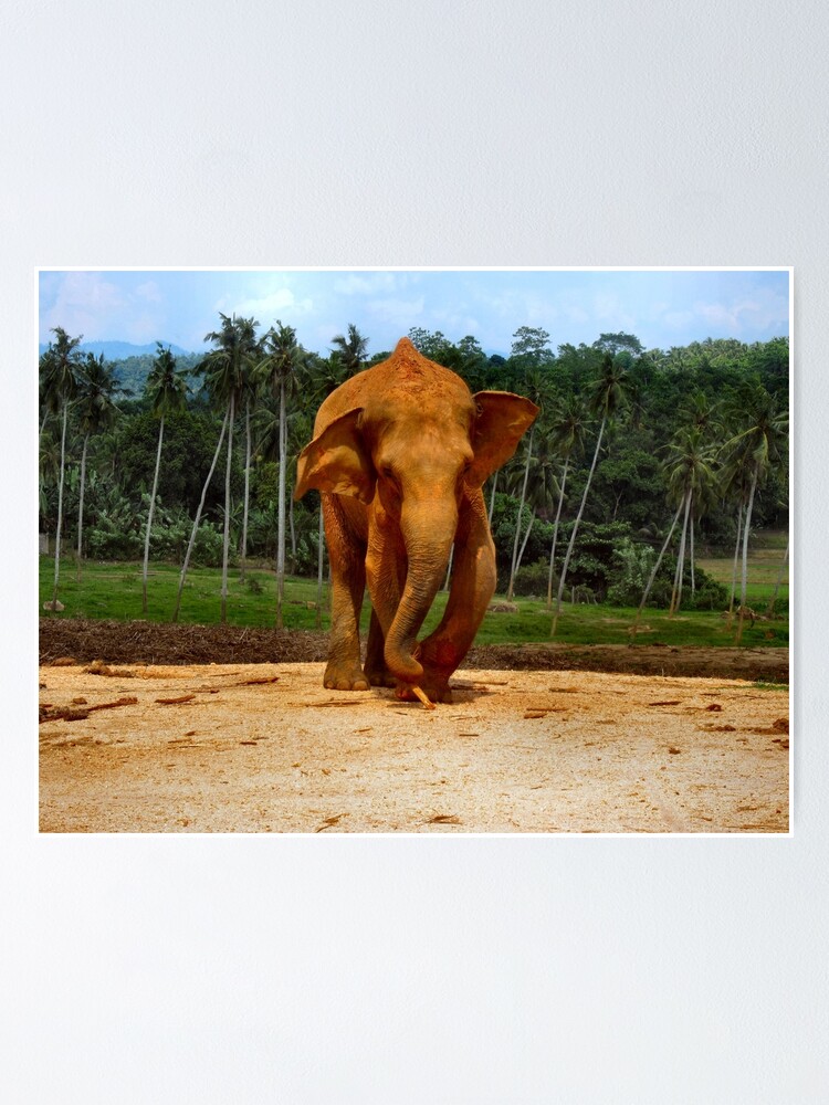 Thumbnail 2 of 3, Poster, STUMPY THE ELEPHANT. designed and sold by ronsaunders47.