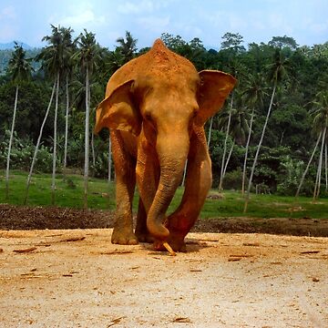 Artwork thumbnail, STUMPY THE ELEPHANT. by ronsaunders47