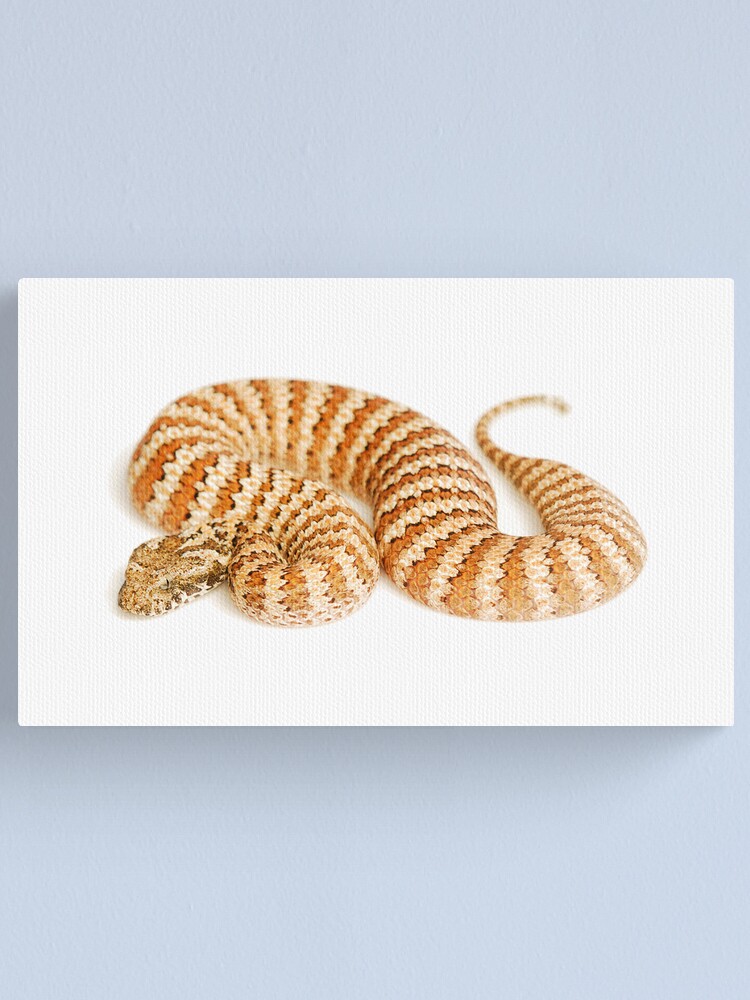 Alternate view of Common Death Adder (Acanthophis antarcticus) Canvas Print
