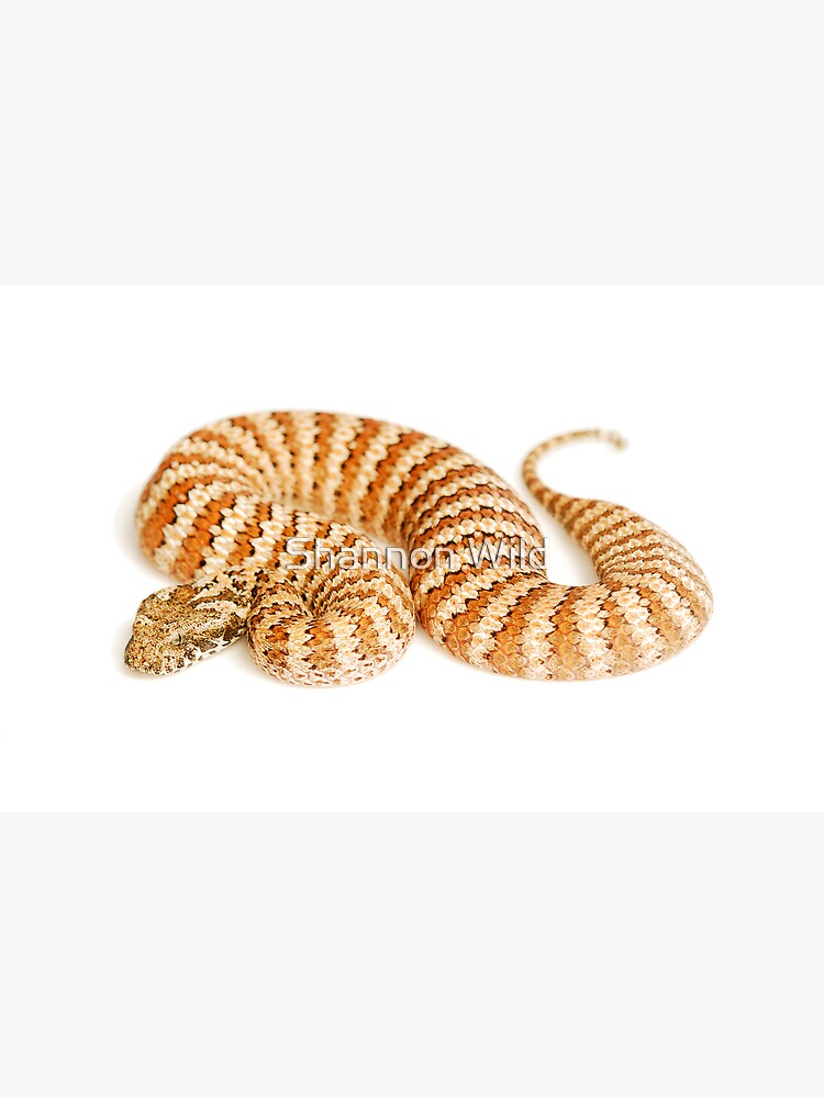 Common Death Adder (Acanthophis antarcticus) by ShannonPlummer
