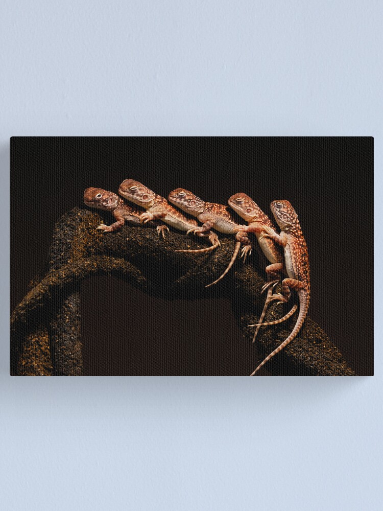 Alternate view of Central Netted Dragon (Ctenophorus nuchalis) Canvas Print