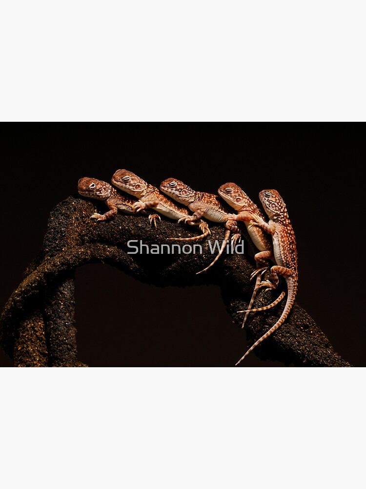 Central Netted Dragon (Ctenophorus nuchalis) by ShannonPlummer