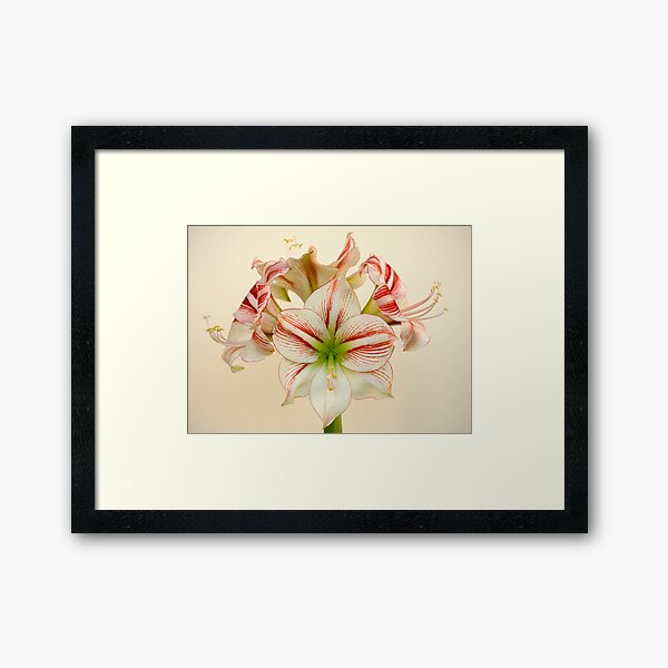 Full Bloom Framed Art Print
